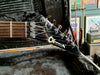 Charvel Model 3 1980's