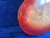 Rickenbacker 335 Fireglo 1966
